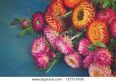 Bouquet of Everlasting flowers bouquet on blue table, retro toned