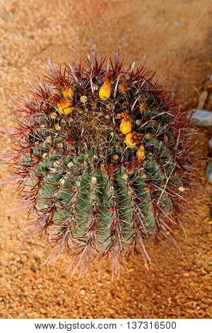 barrel cactus fishhook spines desert Arizona travel