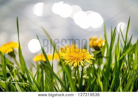 Yellow dandelions on the lake shore. Yellow summer flowers with green grass and white bokeh blure. Yellow dandelion flowers with leaves in green grass.