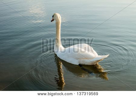 White swan on a lake. White swan in the water.