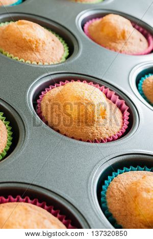 Fresh baked sponge cupcakes or fairy cakes in a muffin tin straight from the oven
