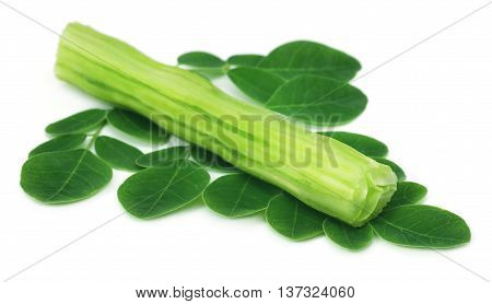 Medicinal moringa with green leaves over white background