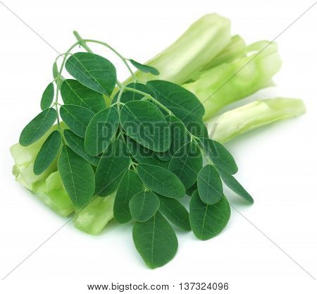 Medicinal moringa with green leaves over white background