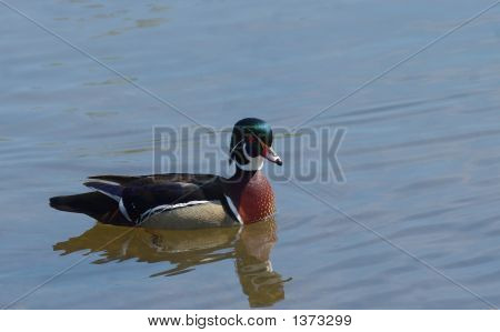 Wood Duck