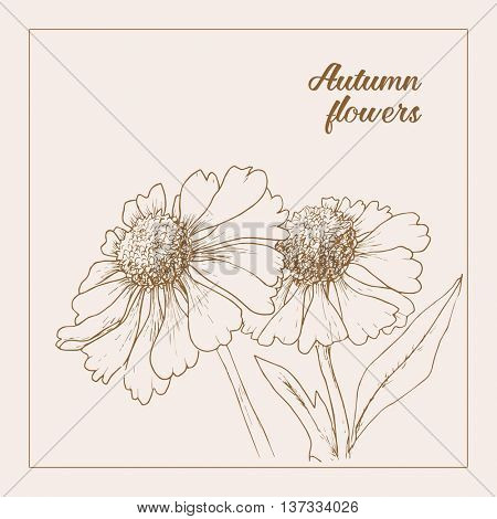 Monochrome drawing herb flower echinacea. Style line art. Vector illustration. Invitation card