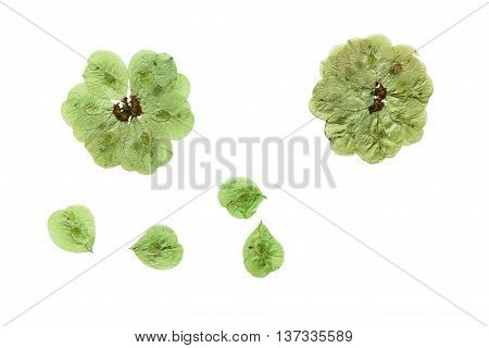 Pressed and dried flowers elm. Isolated on white background. For use in scrapbooking floristry (oshibana) or herbarium.
