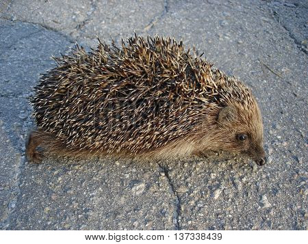 European hedgehog (urchin) on the pavement .
