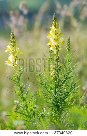 Common toadflax (Linaria vulgaris) flower spikes. An attractive lemon yellow flower in the family Plantaginaceae growing in an English meadow