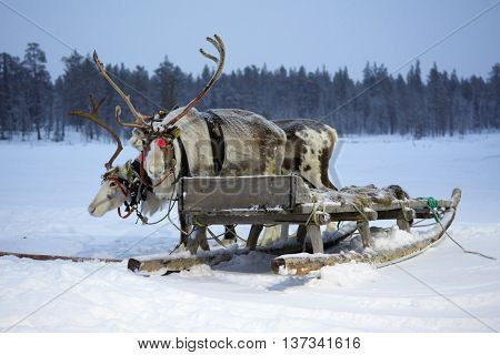Sami reindeer sled on a snow-covered field