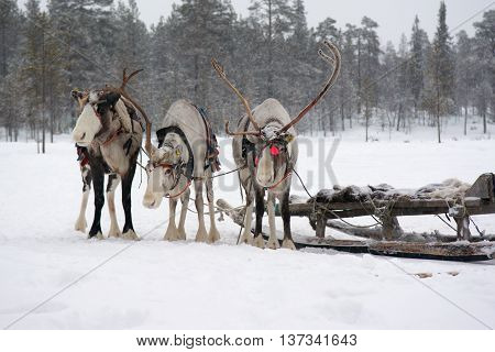 Sami reindeer sled on a snowy forest edge