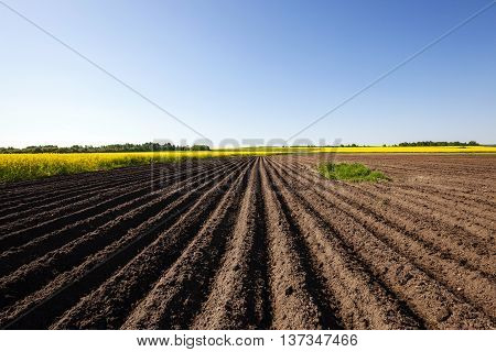 Agricultural Field On Which Grow Potatoes. Furrow