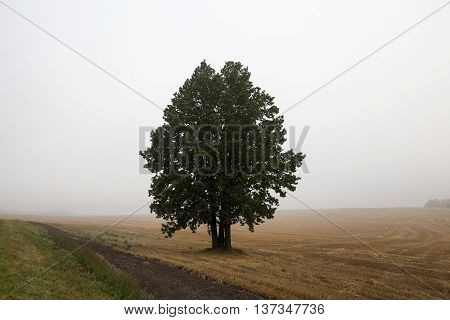 One Tree Growing In The Field, Photographed Close Up In The Fog, Autumn