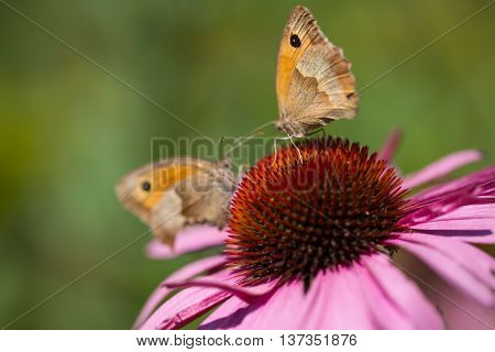 Two thick-headed butterflies on Echinacea , green background
