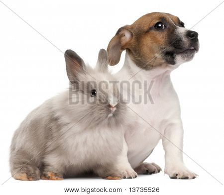 Chiot Jack Russell Terrier, 2 mois et un lapin, en face de fond blanc