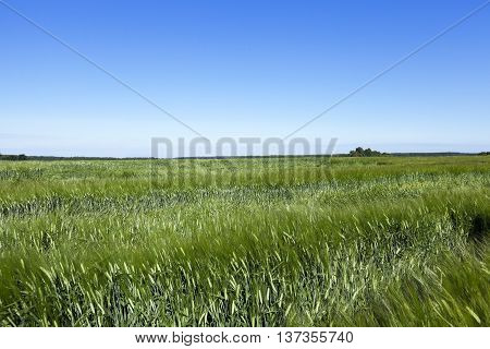 photographed immature green grass in the summer, blue sky