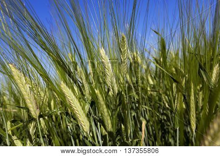 photographed immature green grass in the summer, blue sky