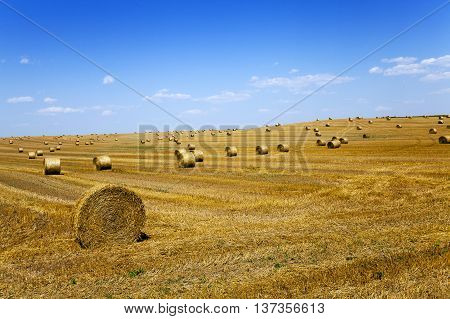 haystacks straw lying in the agricultural field after harvest. summer
