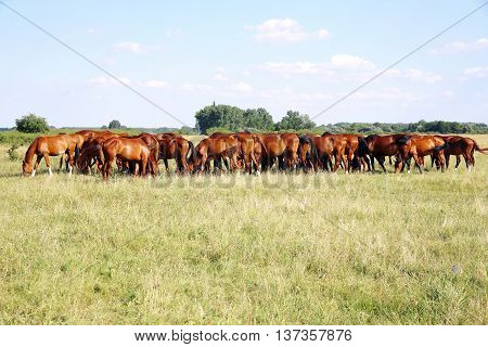 Herd Of Gidran Horses Eating Fresh Green Grass On Hungarian Meadow Aka Puszta