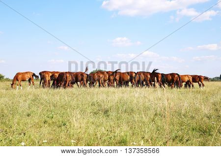 Herd Of Gidran Horses Eating Fresh Green Grass On Hungarian Meadow Aka Puszta