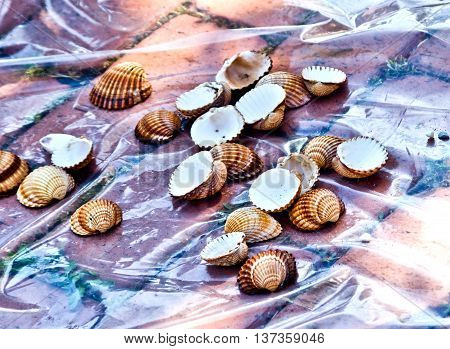 sea shells used as a decoration or as a shaper for sand or as a game for children
