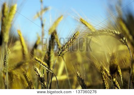 Photographed Immature Green Grass In The Summer, Blue Sky