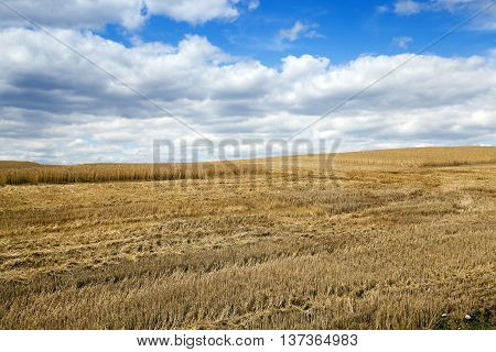 Photographed Agricultural Field On Which Grow Cereals, Wheat