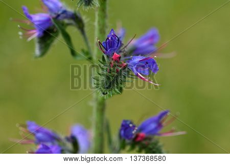 Flowers of a blueweed or viper bugloss (Echium vulgare)