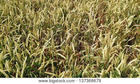 Texture of wheat before harvest. Fields of wheat.
