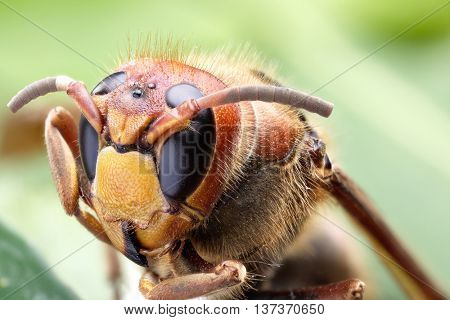 Macro shot of hornet or yellow jacket.