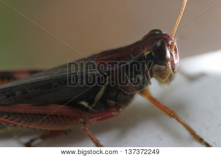 Marco view of grasshopper insect resting close up