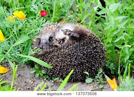 Wild animals present greater group of the steepe inhabitants Altaya
