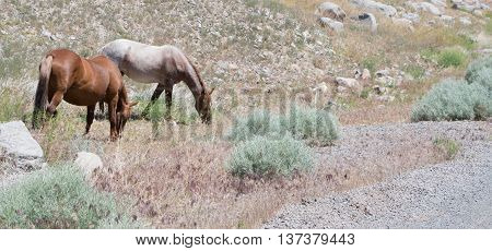 Two open range wild horses one brown and one while with brown in color