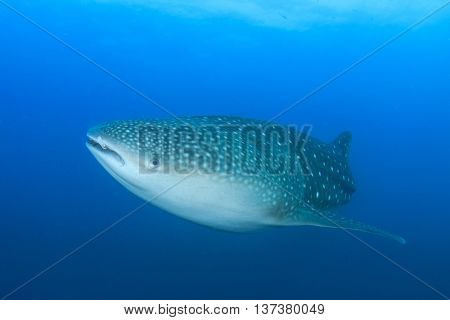 Whale Shark