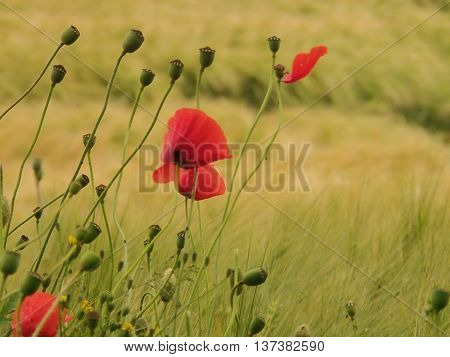 Fading poppy flowers (Papaver rhoeas) by the side of a barley field