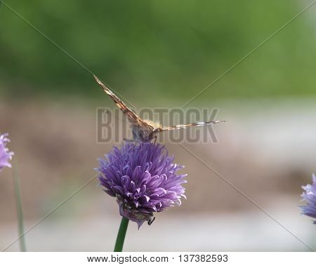 Ready to fly? Painted lady butterfly (Vanessa cardui) on flowering chives, rear view