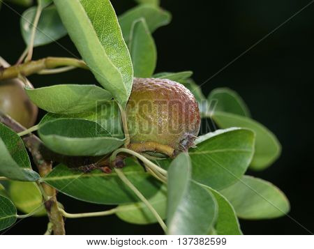 Unripe pear fruit with morning dew on tree (Pyrus), shallow depth of field, isolated on black