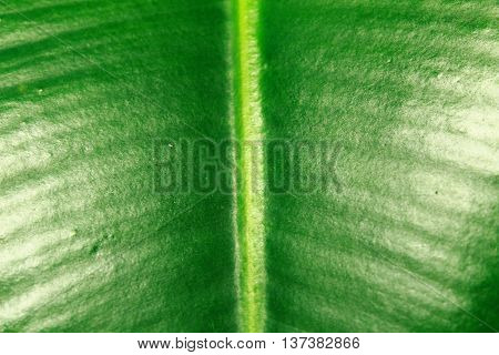Texture Of Green Leaf Light Background, Closeup