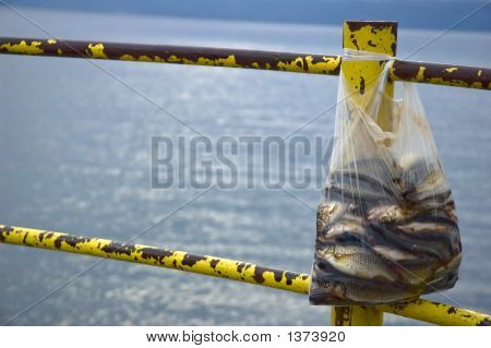 Pesce