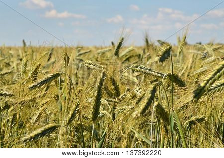 Huge barley field in summer, eastern Europe