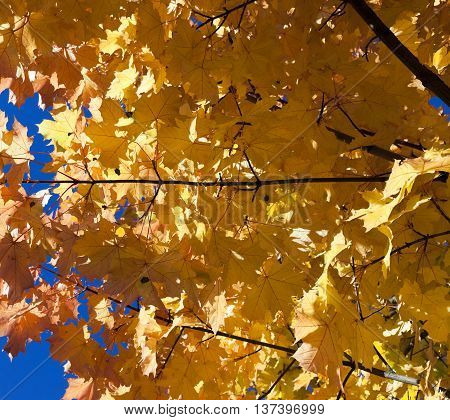 Photographed Close-up Of Yellowed In The Autumn, The Maple Leaf, Autumn Season, A Small Depth Of Fie