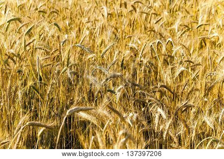 Agricultural field on which grow up ready to harvest ripe yellow cereals