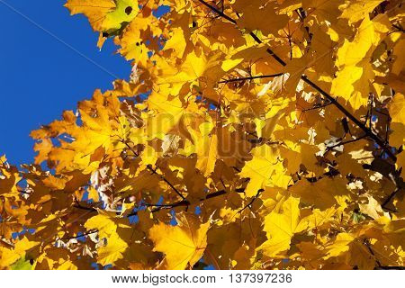 photographed close-up of yellowed in the autumn, the maple leaf, autumn season, a small depth of field