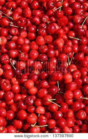 Pure organic homegrown cherries ready for market