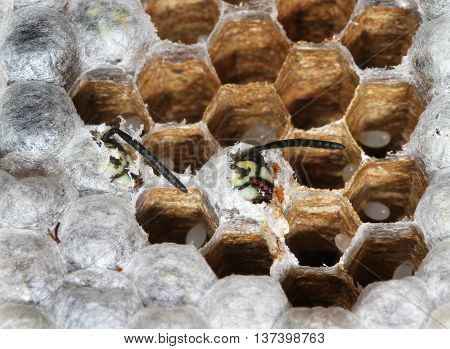 Inside a wasp nest showing hexagonal chambers and young.