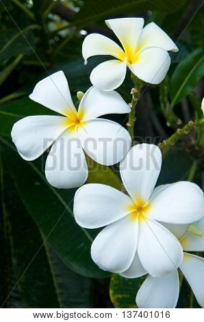 Beautiful white flower in thailand Lan thom flower
