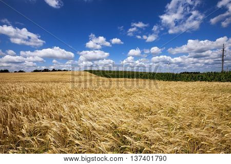 Agricultural Field On Which Grow Up Ready To Harvest Ripe Yellow Cereals
