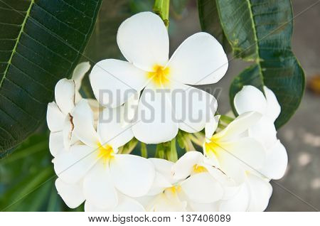 Beautiful white flower in thailand Lan thom flower
