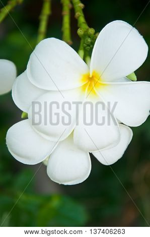 Frangipani tropical flowers from deciduous tree plumeria