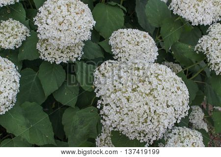 White Hortensia (hydrangea) Flower