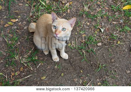 white color cat thai on grond floor